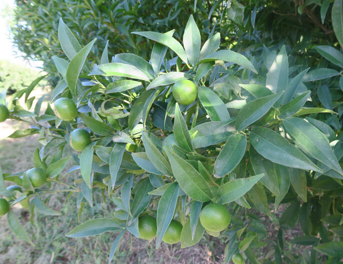 Citronniers en Corse coopÃ©rative Uni-Vert en France - Jus concentrÃ© bio citron corse